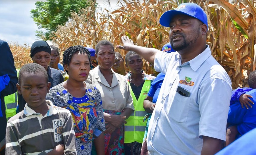 Malawi farmers advised to plant Dekalb maize seeds for better yields ...